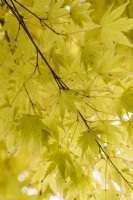 Acer palmatum 'Senkaki'