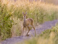 Hydropotes inermis -  Male Chinese Water Deer on Norfolk grazing marsh