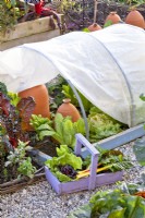 Trug with harvested vegetables grown under home made tunnel fleece protection - lettuce, swiss chard and radicchio.