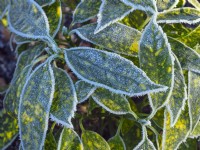 Aucuba japonica 'Variegata' - Spotted Laurel with frost covering
