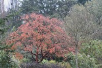 Acer griseum in November.