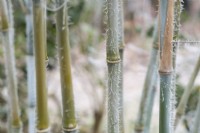 Borinda papyrifera - Bamboo canes in the frost