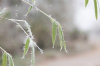 Borinda papyrifera - Bamboo foliage in the frost