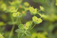 Euphorbia schillingii - Schilling spurge - Summer.
