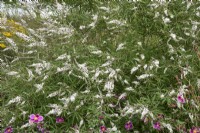 Vitex agnus-castus f. alba 'Silver Spire'