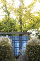 Ginkgo biloba fastigiata tree behind blue transparant fence made of bricks of glass in autumn.