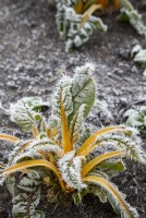 Beta vulgaris subsp. cicla var. flavescens - Swiss chard in the frost