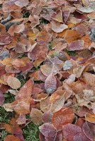 Cotinus 'Grace' - Fallen Smoke tree foliage in the frost