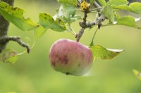 Malus-Apple waiting for harvest.