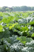 Young people harvesting Rhubarb: 'Goliath' green in the field.