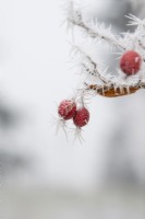 Crataegus x lavallei 'Carrierei' - Hybrid cockspur thorn berry in the frost