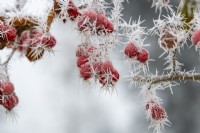 Crataegus x lavallei 'Carrierei' - Hybrid cockspur thorn berry in the frost