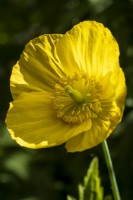 Meconopsis cambrica, Welsh Poppy