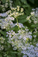 Cenolophium denudatum, Baltic Parsley