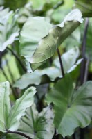 Colocasia esculenta 'Fontanesii' in August