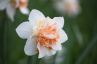 Narcissus 'Replete'