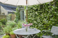 Trachelospermum asiaticum - Asiatic jasmine in full bloom trained on wall to provide scent next to table and chairs on patio. July