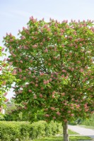 Aesculus x carnea Briotii, spring May