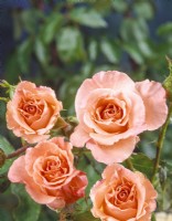 Rosa Cherish, summer July