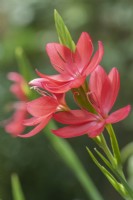 Hesperantha coccinea 'Major' - crimson flag lily, syn. Schizostylis coccinea 'Gigantea'. September