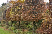 Clipped hornbeam topiary.