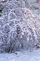Euonymus europaeus in winter snow.