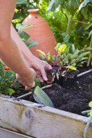 Planting beetroot plugs in row in raised bed.