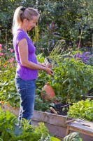 Woman holding plastic tray of leek plugs ready for planting in raised bed.