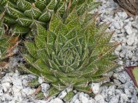 Aloe aristata hybrid