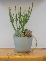 Decorative pot planted with succulents