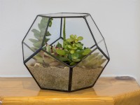 Glass terrarium planted with succulents