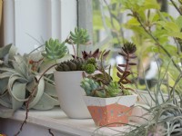 Decorative pot planted with succulents on a window sill