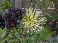 Planted bed with Aeonium and Delaspirma