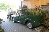 Old timer loaded with Christmas harvested green decorations in barn ready for decorating the garden.