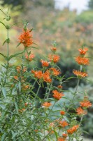 Leonotis leonurus - lion's tail, flowering in November