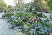 Gunnera manicata. Collapsing foliage after first frost in autumn. November