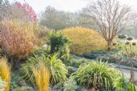 View of Winter Garden in late autumn. Salix alba var. vitellina 'Britzensis', Phormium tenax 'Yellow Wave', Cornus sanguinea 'Midwinter Fire', Acer griseum and Rhaponticum centaureoides seed heads. November.