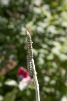 Mullein moth caterpillars - Cucullia verbasci - damaging foliage 