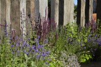 Reclaimed timber used as garden divider with border containing Salvia nemerosa, rosemary, thyme and lavender. July. Summer.