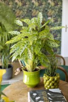 Calathea Leopardina, winter January