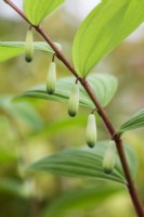 Polygonatum odoratum 'Red Stem'