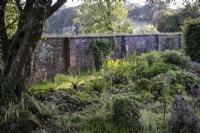Shady woodland area filled with ferns, in a walled garden