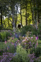 Deep perennial summer borders, with shading trees behind in a cornish country style garden. Diascia personata, Astrantia and pink roses in foreground.