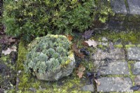 An old, weathered stone container is full of sempervivums, houseleeks. The container is sat on an old, weathered, moss covered brick path at the bottom of a step. Regency House, Devon NGS garden. Autumn
