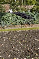 An empty and prepared bed of bare soil in the foregound, with brick wall lined path between the empty bed and a well stocked vegetable garden with a scarecrow in the background. Growing in the vegetable garden are  sprout plants Atwood, green kale, Winterbor, Red Russian kale  and  red kale, Redbor growing. Regency House, Devon NGS garden. Autumn