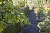 Magnolia cylindrica foliage in foreground, over a clipped box hedge beside a gravel path, lined with bricks. Regency House, Devon NGS garden. Autumn