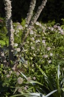 Astrantia 'Buckland'. July. Summer.