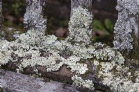 Lichens grow on an old, weathered wooden bench. Close up. Regency House, Devon NGS garden. Autumn