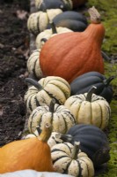 A variety of squashes in a row, ripening. Regency House, Devon NGS garden. Autumn