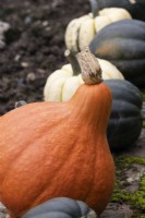 A variety of squashes in a row, ripening outdoors. Regency House, Devon NGS garden. Autumn